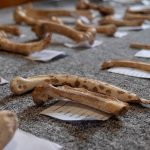 Σημαντικά Παλαιοντολογικά Ευρήματα στην Ανατολική Λέσβο
