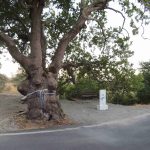 Τελετή αποκαλυπτηρίων σήμανσης πλατάνου Βερβένων Αρκαδίας του Δικτύου Αιωνόβιων Δέντρων Ελληνικής Επ...
