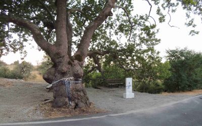 Τελετή αποκαλυπτηρίων σήμανσης πλατάνου Βερβένων Αρκαδίας του Δικτύου Αιωνόβιων Δέντρων Ελληνικής Επανάστασης